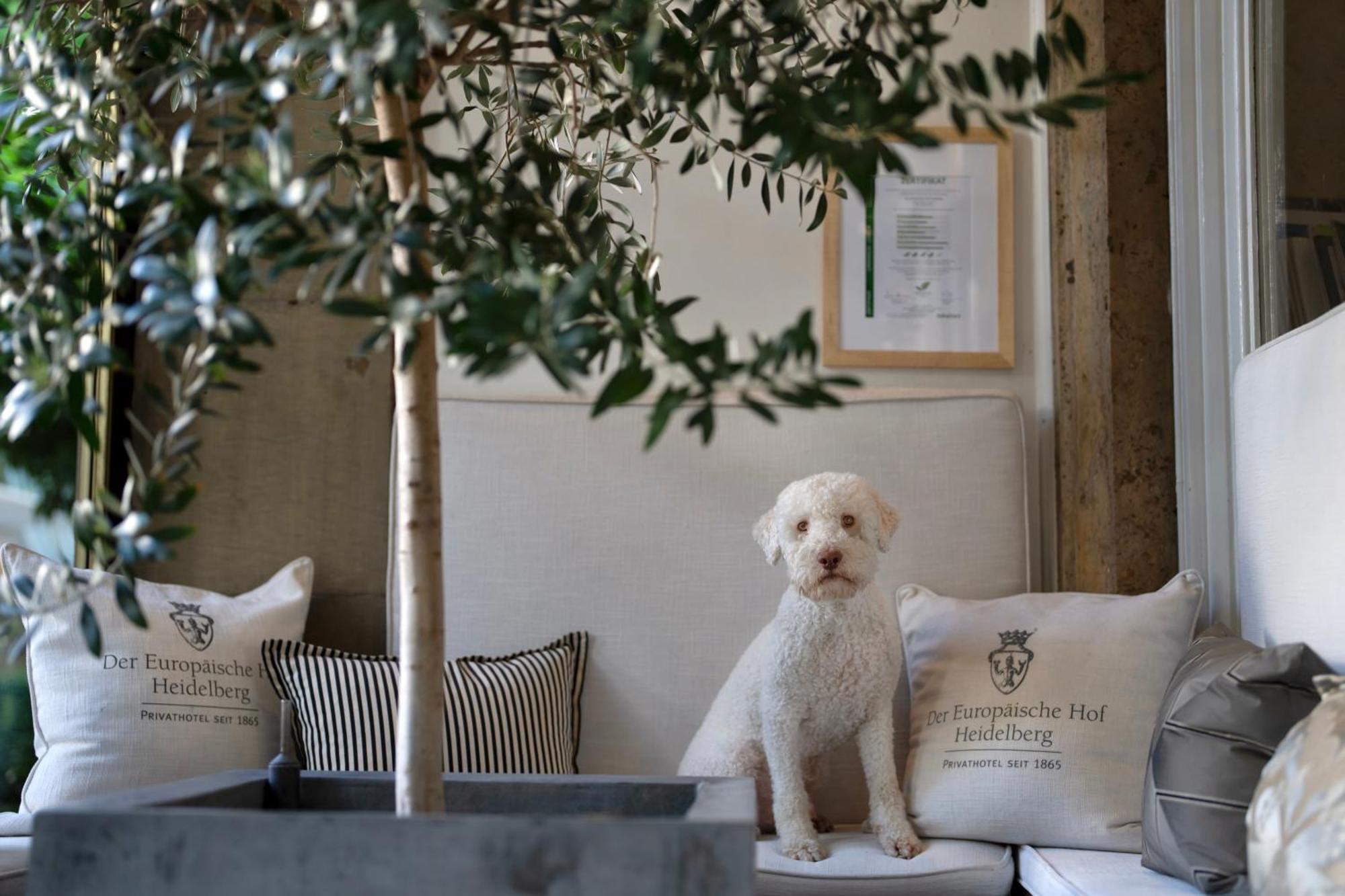 Hotel Europaeischer Hof Heidelberg, Bestes Hotel Deutschlands In Historischer Architektur Bagian luar foto A young Spanish Water Dog